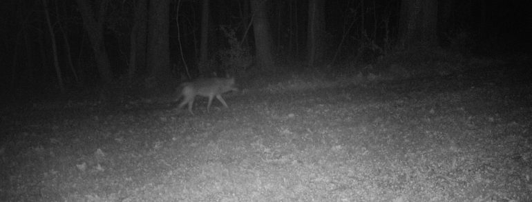 Baltimore County, MD Coyote  Pictures